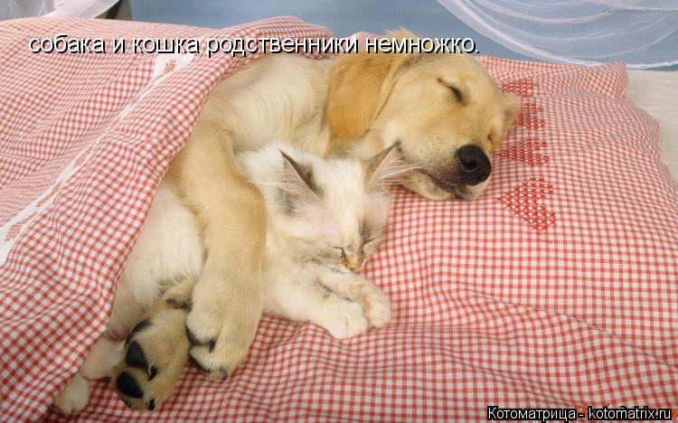 собака и кошка родственники немножко.... Котоматрица: собака и кошка родственники немножко.