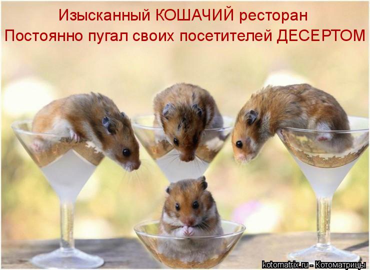 Изысканный КОШАЧИЙ ресторан Постоянно пугал своих посетителей ДЕСЕРТОМ... Котоматрица: Изысканный КОШАЧИЙ ресторан Постоянно пугал своих посетителей ДЕСЕРТОМ