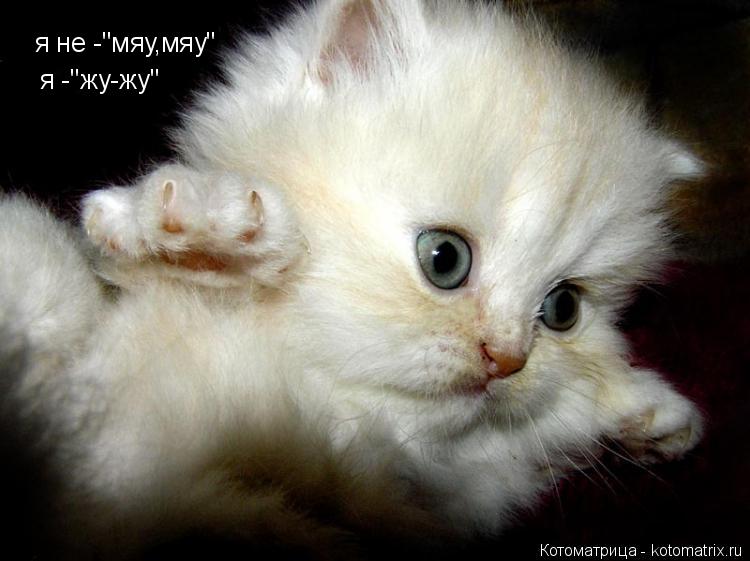 я не -"мяу,мяу" я -"жу-жу"... Котоматрица: я не -"мяу,мяу" я -"жу-жу"