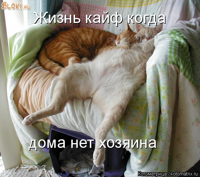 Жизнь кайф когда дома нет хозяина... Котоматрица: Жизнь кайф когда дома нет хозяина