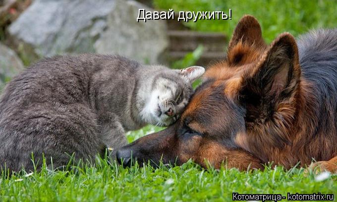 Давай дружить!... Котоматрица: Давай дружить!