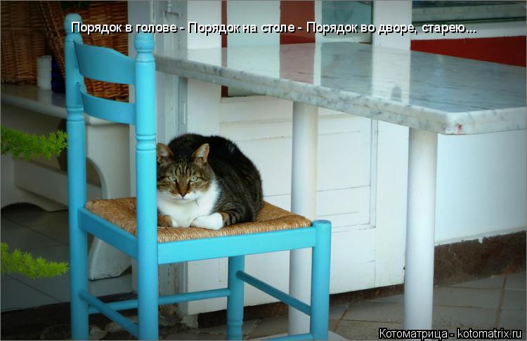 Порядок в голове - Порядок на столе - Порядок во дворе, старею...... Котоматрица: Порядок в голове - Порядок на столе - Порядок во дворе, старею...