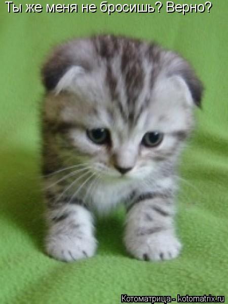 Ты же меня не бросишь? Верно?... Котоматрица: Ты же меня не бросишь? Верно?