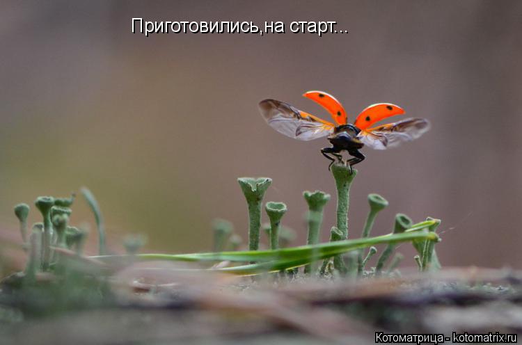 Приготовились,на старт...... Котоматрица: Приготовились,на старт...