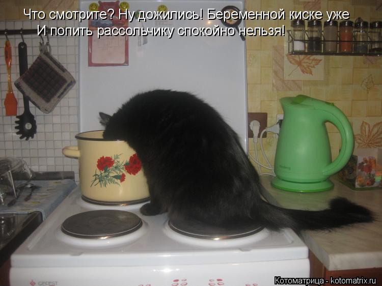 Что смотрите? Ну дожились! Беременной киске уже И попить рассольчику спокойно нельзя!... Котоматрица: Что смотрите? Ну дожились! Беременной киске уже И попить рассольчику спокойно нельзя!