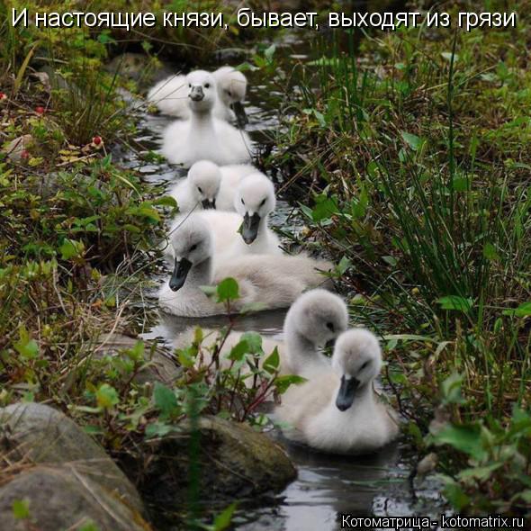 И настоящие князи, бывает, выходят из грязи... Котоматрица: И настоящие князи, бывает, выходят из грязи