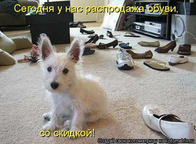 Сегодня у нас распродажа обуви, со скидкой!... Котоматрица: Сегодня у нас распродажа обуви, со скидкой!
