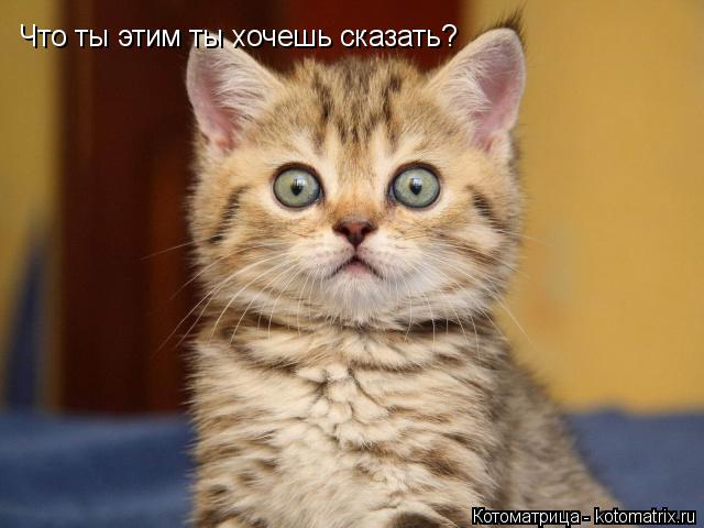 Что ты этим ты хочешь сказать?... Котоматрица: Что ты этим ты хочешь сказать?