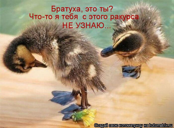 Братуха, это ты? Что-то я тебя с этого ракурса НЕ УЗНАЮ...... Котоматрица: Братуха, это ты? Что-то я тебя с этого ракурса НЕ УЗНАЮ...