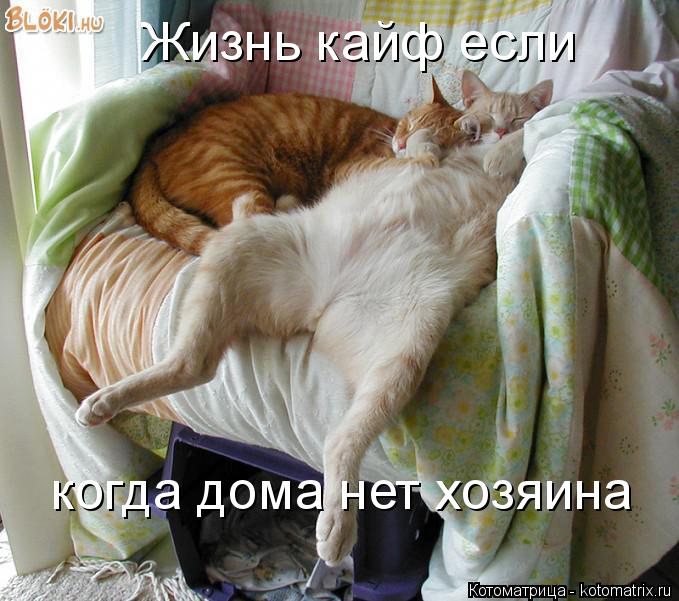 Жизнь кайф если когда дома нет хозяина... Котоматрица: Жизнь кайф если когда дома нет хозяина