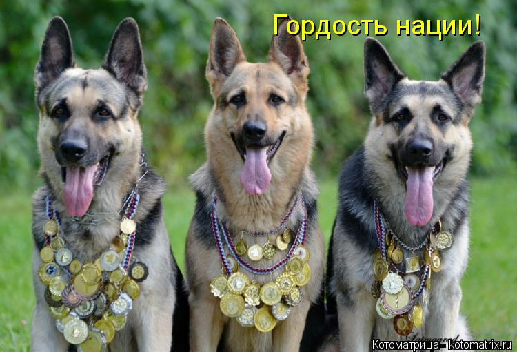 Гордость нации!... Котоматрица: Гордость нации!