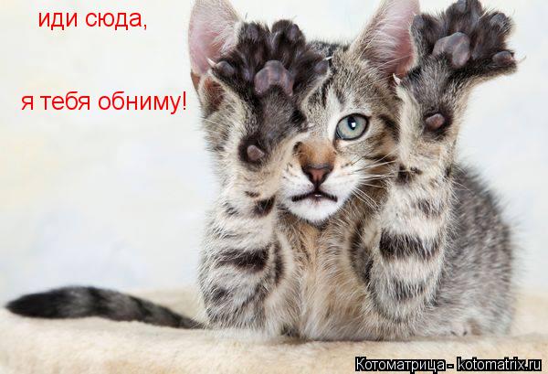 иди сюда, я тебя обниму!... Котоматрица: иди сюда, я тебя обниму!