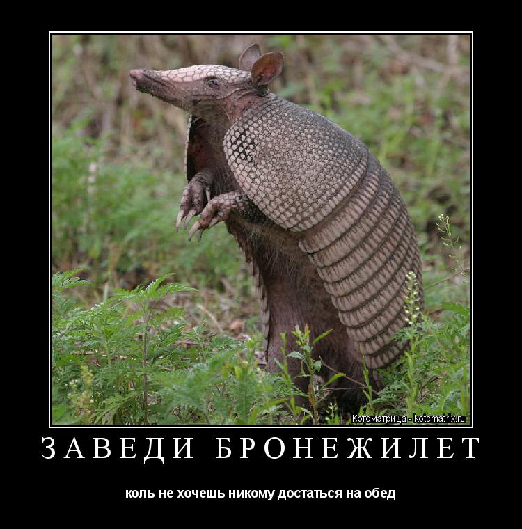 Котоматрица: ЗАВЕДИ БРОНЕЖИЛЕТ коль не хочешь никому достаться на обед