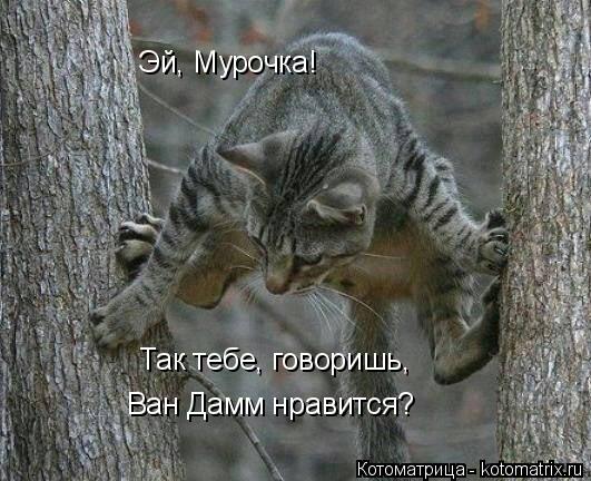 Эй, Мурочка! Так тебе, говоришь, Ван Дамм нравится?... Котоматрица: Эй, Мурочка! Так тебе, говоришь, Ван Дамм нравится?