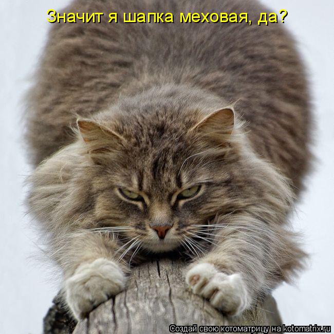 Значит я шапка меховая, да?... Котоматрица: Значит я шапка меховая, да?