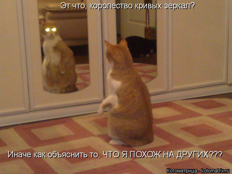 Котоматрица: Эт что, королество кривых зеркал? Иначе как объяснить то, ЧТО Я ПОХОЖ НА ДРУГИХ???