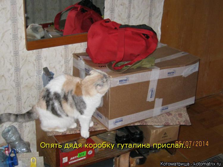 Опять дядя коробку гуталина прислал...... Котоматрица: Опять дядя коробку гуталина прислал...