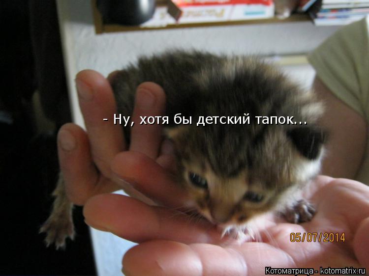 - Ну, хотя бы детский тапок...... Котоматрица: - Ну, хотя бы детский тапок...