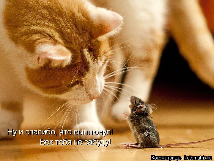 Котоматрица: Ну и спасибо, что выплюнул! Век тебя не забуду!