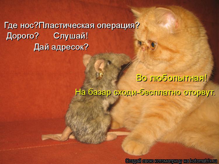Где нос?Пластическая операция? Дорого? Слушай! Дай адресок? Во любопытная! На базар сходи-беспла... Котоматрица: Где нос?Пластическая операция? Дорого? Слушай! Дай адресок? Во любопытная! На базар сходи-бесплатно оторвут.