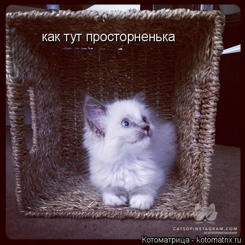 как тут просторненька... Котоматрица: как тут просторненька