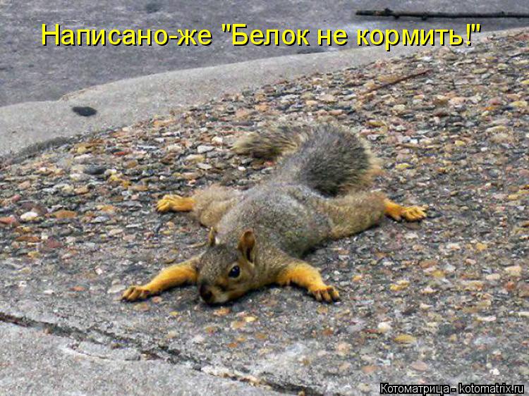 Написано-же "Белок не кормить!"... Котоматрица: Написано-же "Белок не кормить!"