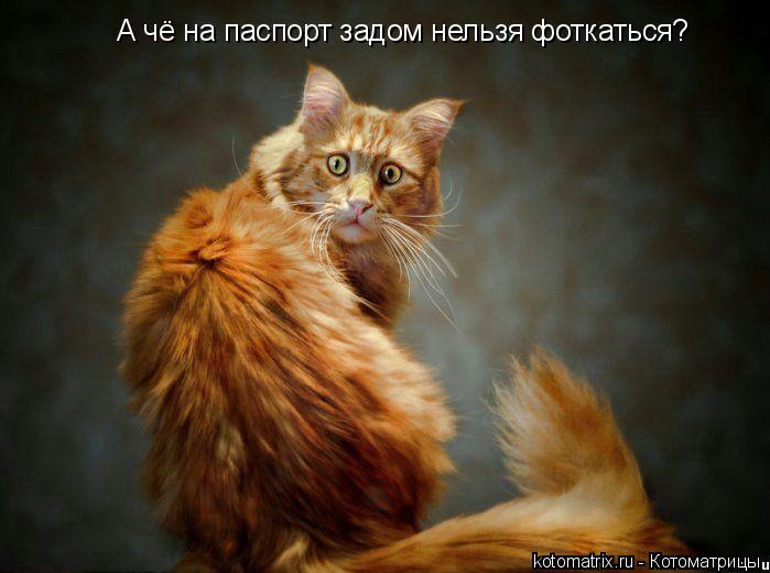 А чё на паспорт задом нельзя фоткаться?... Котоматрица: А чё на паспорт задом нельзя фоткаться?