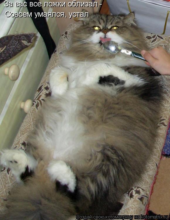 Котоматрица: За вас все ложки облизал - Совсем умаялся, устал