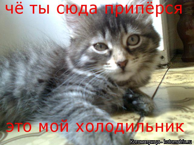 чё ты сюда припёрся это мой холодильник... Котоматрица: чё ты сюда припёрся это мой холодильник