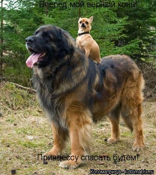 Котоматрица: Вперед,мой верный конь!          Принцессу спасать будем!