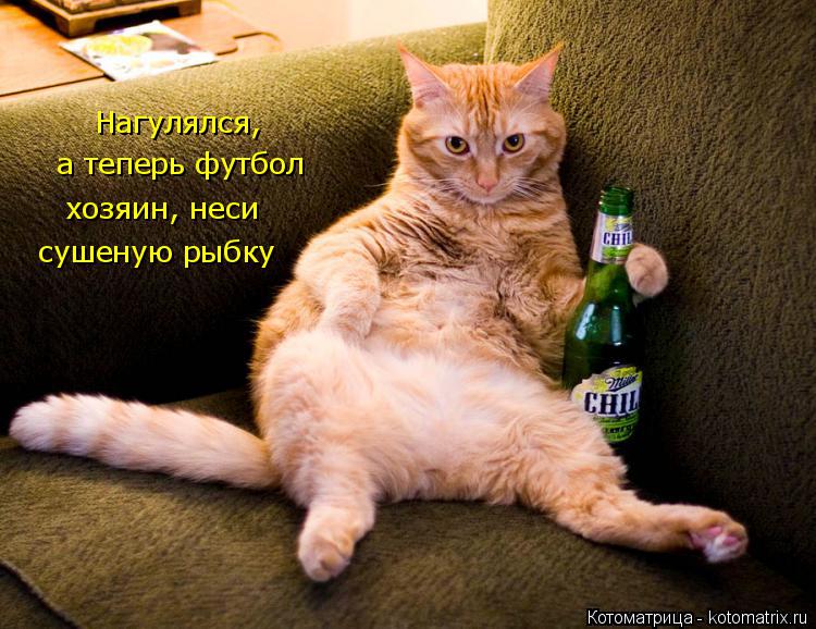 а теперь футбол хозяин, неси сушеную рыбку Нагулялся,... Котоматрица: а теперь футбол хозяин, неси сушеную рыбку Нагулялся,