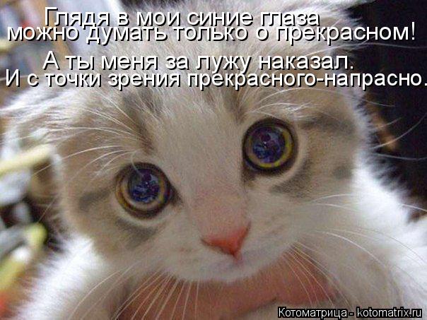 Котоматрица: Глядя в мои синие глаза можно думать только о прекрасном! А ты меня за лужу наказал. И с точки зрения прекрасного-напрасно.