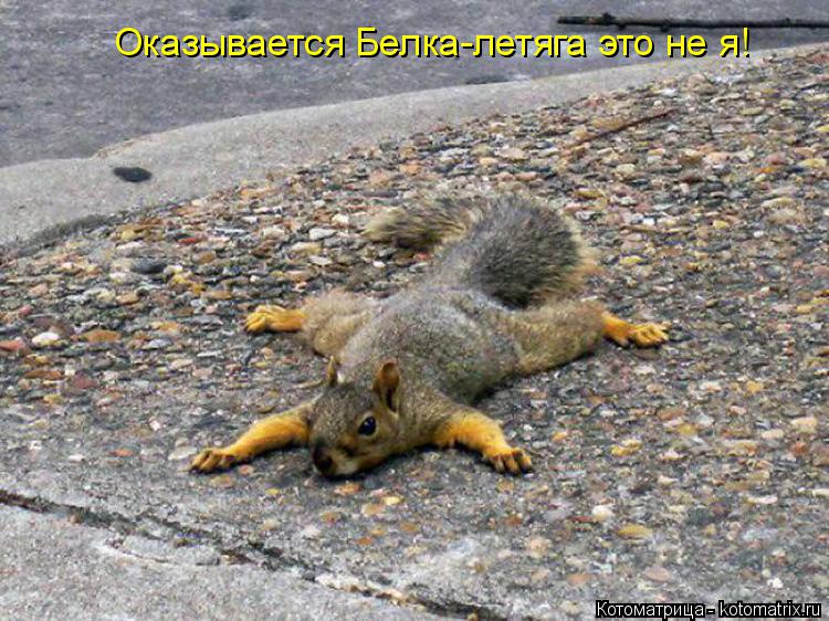 Оказывается Белка-летяга это не я!... Котоматрица: Оказывается Белка-летяга это не я!