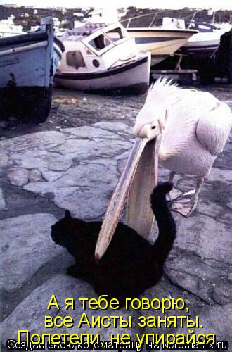 А я тебе говорю, все Аисты заняты. Полетели, не упирайся.... Котоматрица: А я тебе говорю, все Аисты заняты. Полетели, не упирайся.