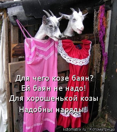 Котоматрица: Для чего козе баян? Ей баян не надо! Для хорошенькой козы Надобны наряды!