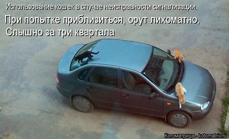 Использование кошек в случае неисправности сигнализации. При попытке приблизиться, орут лихоматно, С... Котоматрица: Использование кошек в случае неисправности сигнализации. При попытке приблизиться, орут лихоматно, Слышно за три квартала