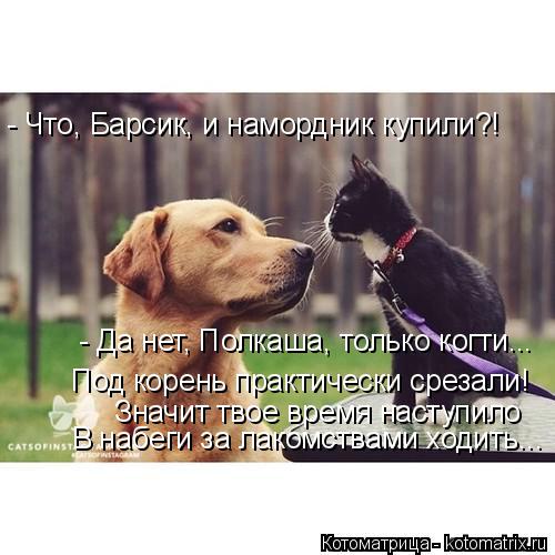 - Что, Барсик, и намордник купили?! - Да нет, Полкаша, только когти... Под корень практически срезали... Котоматрица: - Что, Барсик, и намордник купили?! - Да нет, Полкаша, только когти... Под корень практически срезали! Значит твое время наступило В набеги за ла
