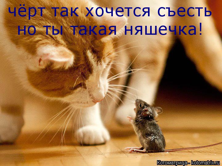 чёрт так хочется съесть но ты такая няшечка!... Котоматрица: чёрт так хочется съесть но ты такая няшечка!