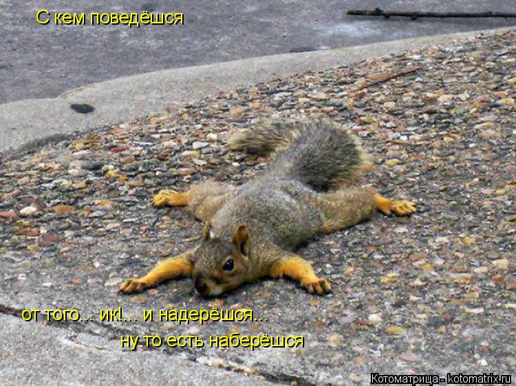 С кем поведёшся от того... ик!... и надерёшся... ну то есть наберёшся... Котоматрица: С кем поведёшся от того... ик!... и надерёшся... ну то есть наберёшся