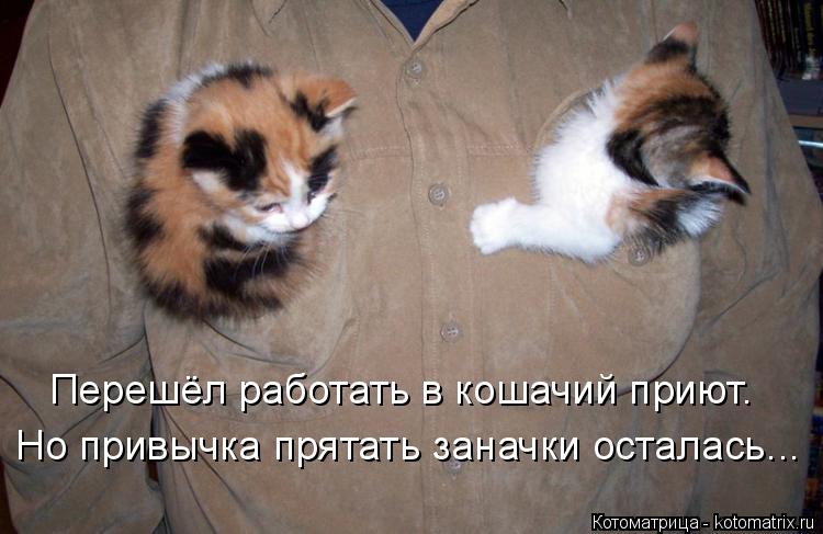 Перешёл работать в кошачий приют. Но привычка прятать заначки осталась...... Котоматрица: Перешёл работать в кошачий приют. Но привычка прятать заначки осталась...