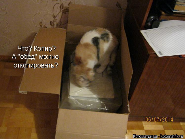 Что? Копир? А "обед" можно откопировать?... Котоматрица: Что? Копир? А "обед" можно откопировать?