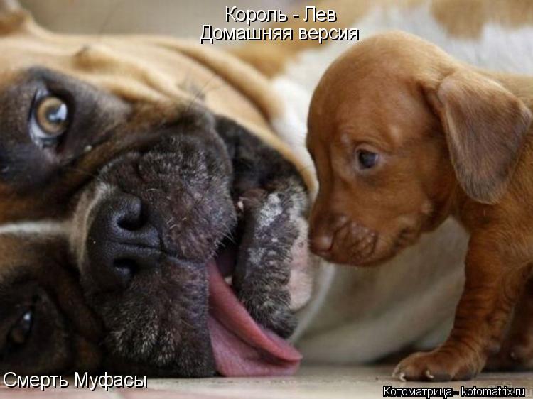 Король - Лев Смерть Муфасы Домашняя версия... Котоматрица: Король - Лев Смерть Муфасы Домашняя версия