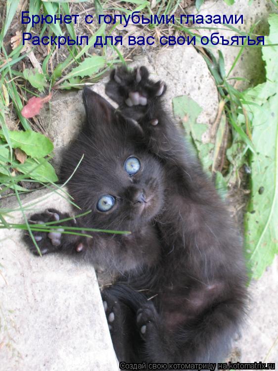 Брюнет с голубыми глазами Раскрыл для вас свои объятья... Котоматрица: Брюнет с голубыми глазами Раскрыл для вас свои объятья