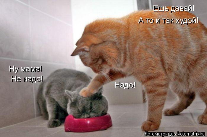 Ешь давай! А то и так худой! Ну мама! Не надо! Надо!... Котоматрица: Ешь давай! А то и так худой! Ну мама! Не надо! Надо!
