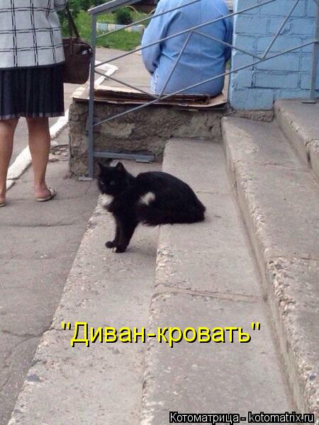 Котоматрица: "Диван-кровать"