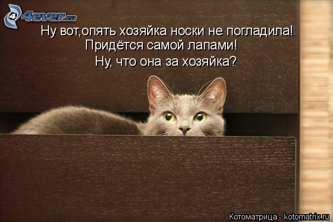 Ну вот,опять хозяйка носки не погладила! Придётся самой лапами! Ну, что она за хозяйка?... Котоматрица: Ну вот,опять хозяйка носки не погладила! Придётся самой лапами! Ну, что она за хозяйка?