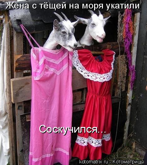 Котоматрица: Жена с тёщей на моря укатили Соскучился...