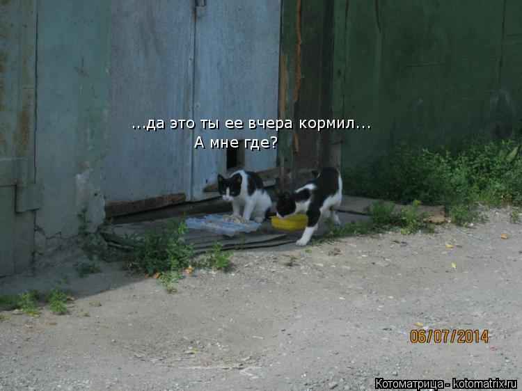...да это ты ее вчера кормил... А мне где?... Котоматрица: ...да это ты ее вчера кормил... А мне где?