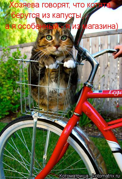 Хозяева говорят, что котята берутся из капусты, а я особенный - я из магазина)... Котоматрица: Хозяева говорят, что котята берутся из капусты, а я особенный - я из магазина)