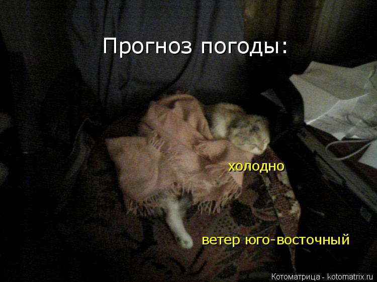 Прогноз погоды: холодно ветер юго-восточный... Котоматрица: Прогноз погоды: холодно ветер юго-восточный